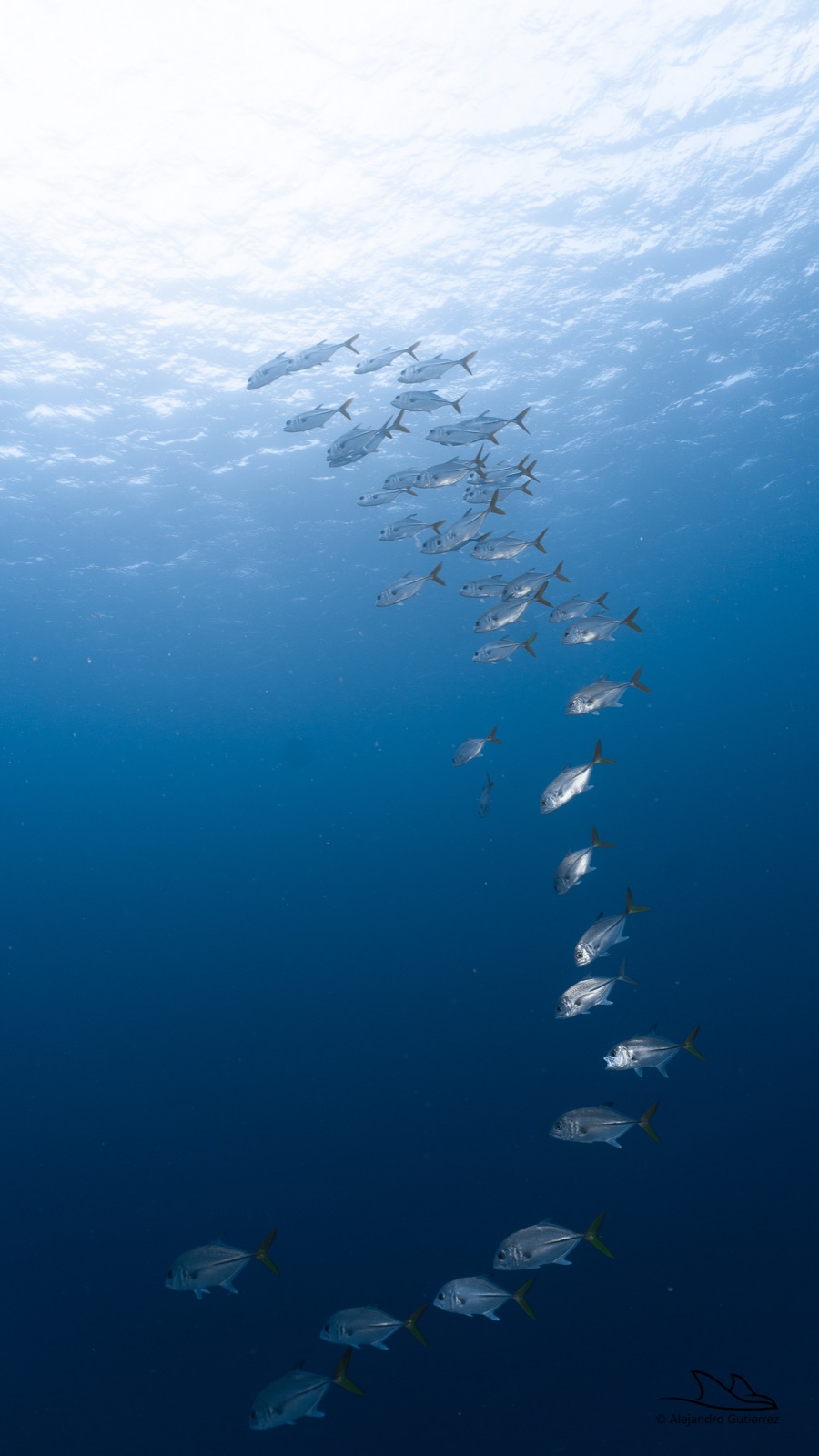 A school of jacks shimmering in the blue over a Cozumel reef