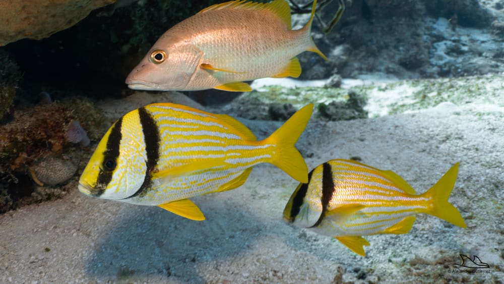 School of French grunts over the reef at Paso del Cedral, Cozumel
