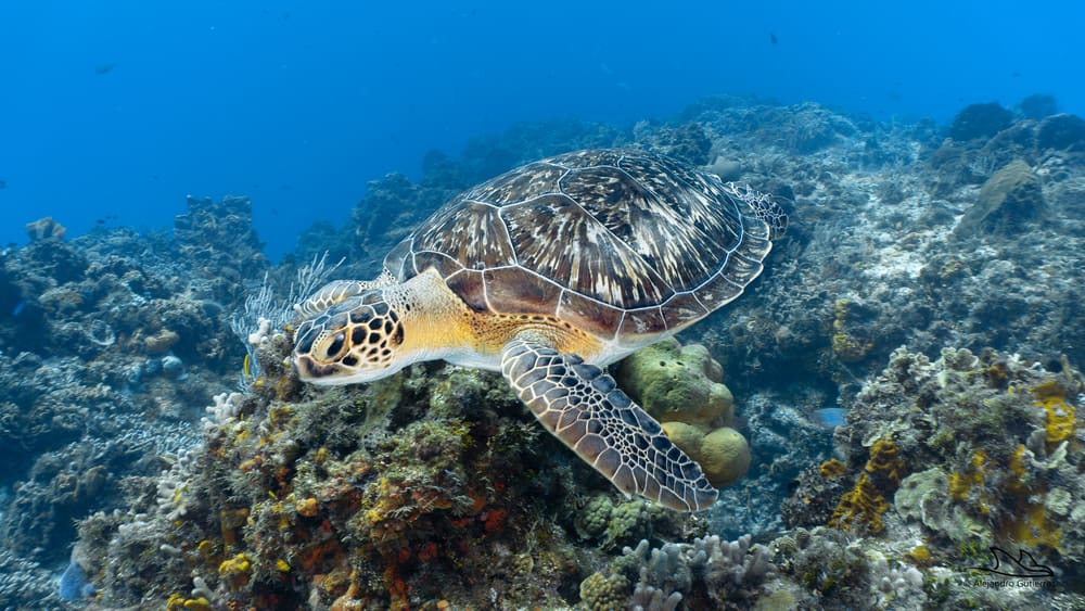 Hawksbill turtle over the coral structure of Columbia Deep, Cozumel