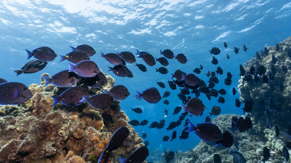 School of blue tangs sweeping over the coral heads of Palancar Gardens, Cozumel
