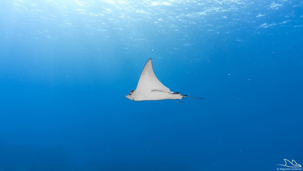Spotted eagle ray flying through open blue water off Punta Sur, Cozumel