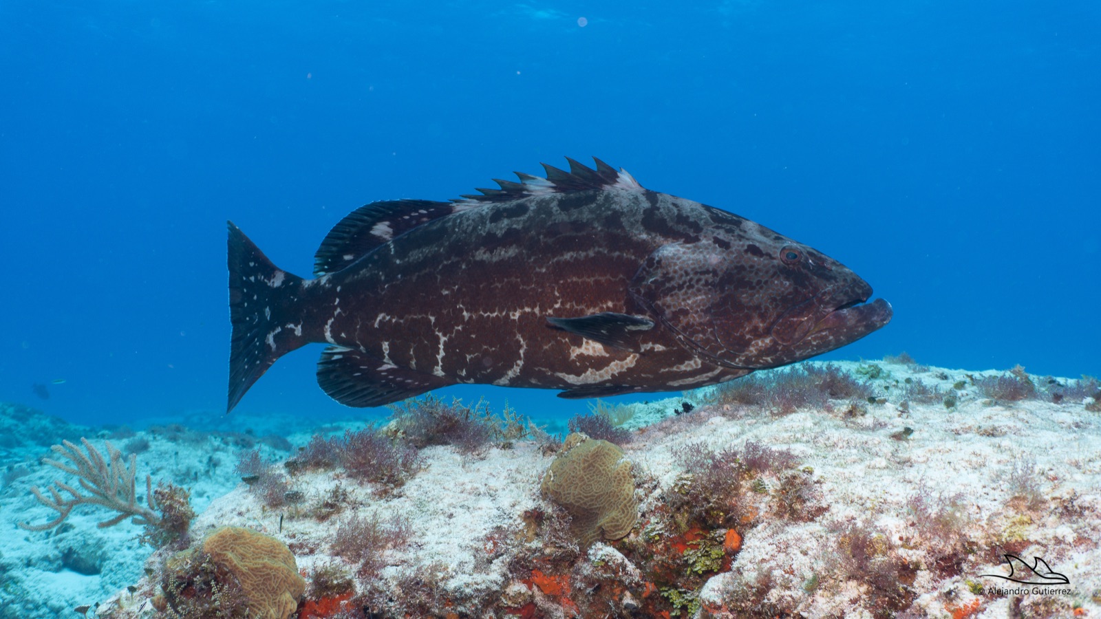 Large black grouper hanging over the reef