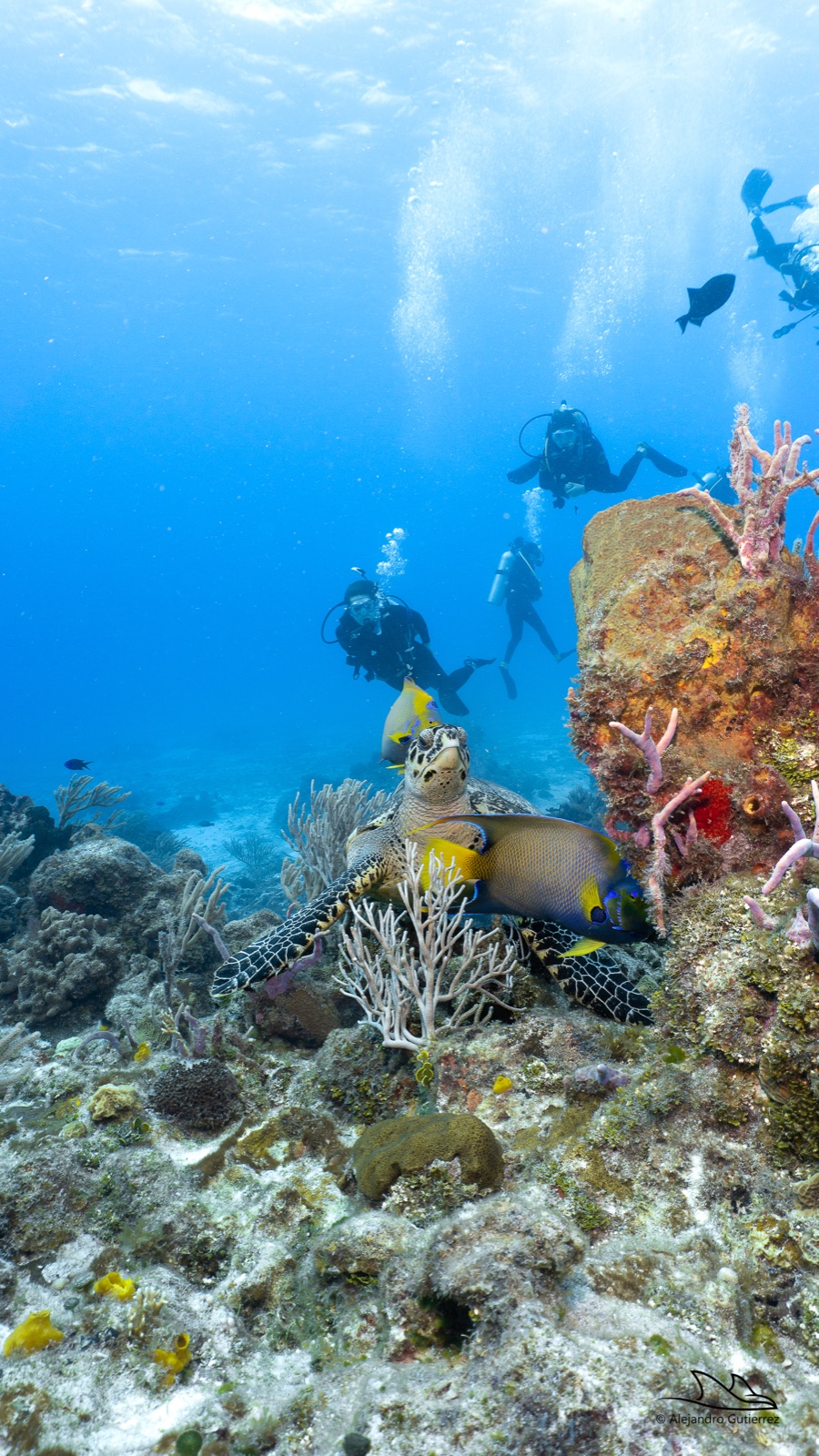 Diver drifting along a Cozumel reef wall