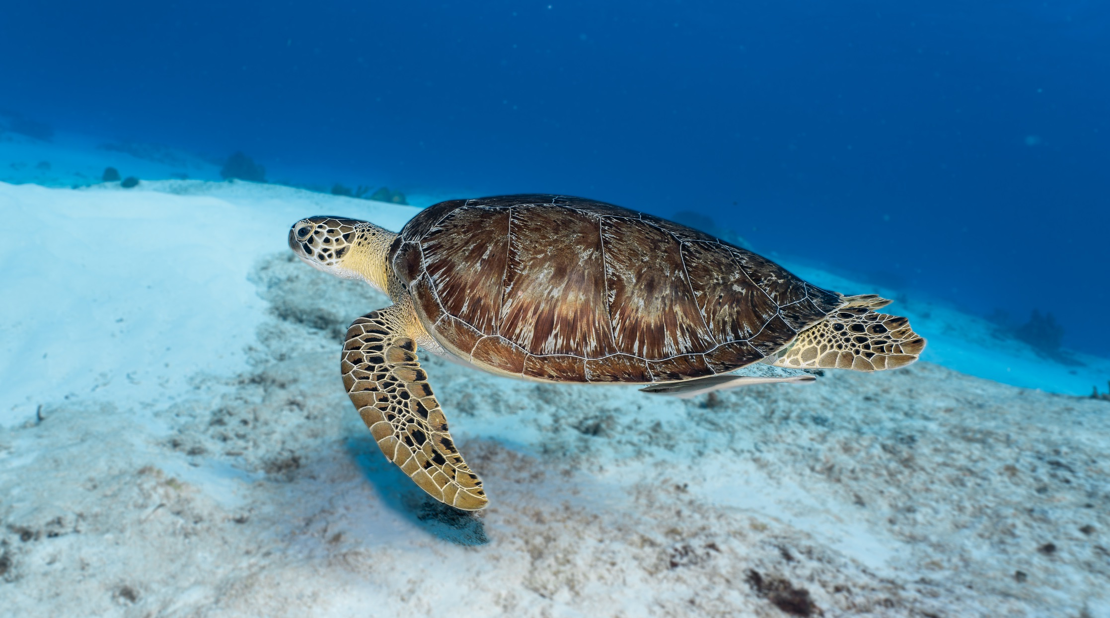 Sea turtle gliding over the Cozumel reef