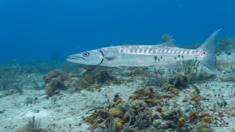 Great barracuda hanging over a Cozumel reef in clear blue water