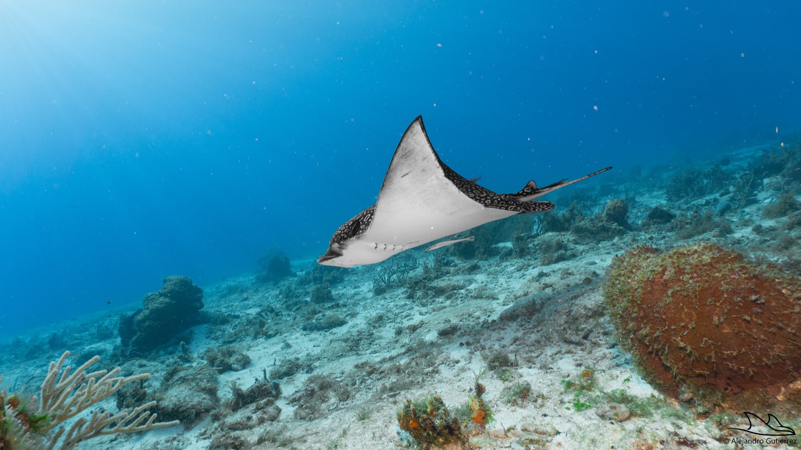 Spotted eagle ray gliding along a sunlit Cozumel wall