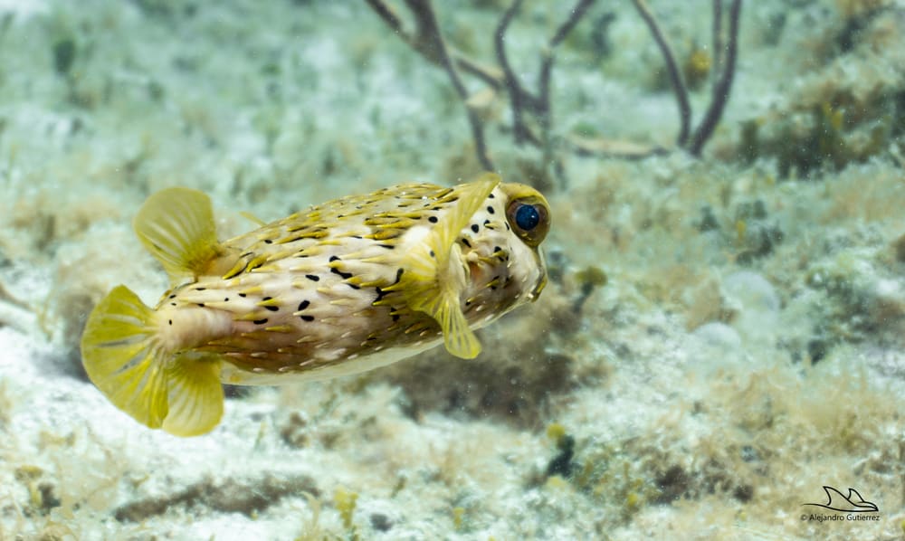 Balloonfish hovering over seagrass on a shallow Cozumel reef