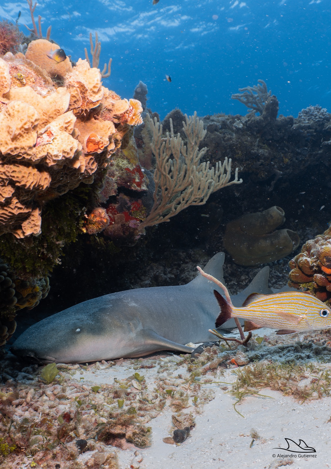 Nurse shark resting under a coral ledge