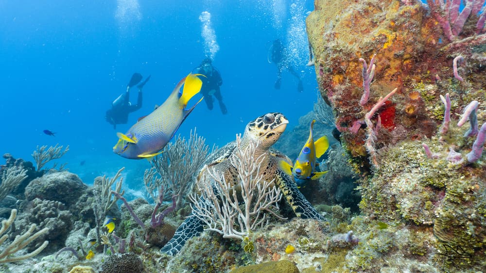 Hawksbill turtle and two queen angelfish on a Cozumel coral garden, divers drifting behind