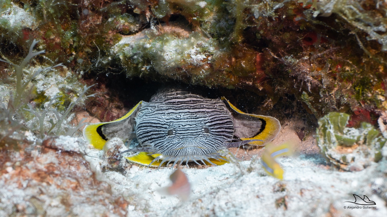 Splendid toadfish under a ledge — Cozumel's endemic star